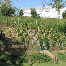 Wein14